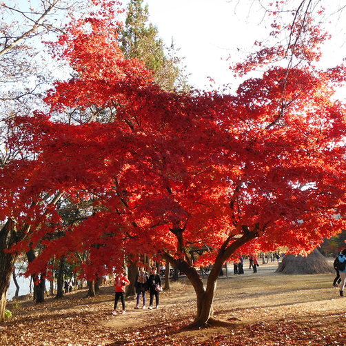 Tour Hàn Quôc 5N4Đ - Seoul - Nami - Everland, Khởi Hành HCM