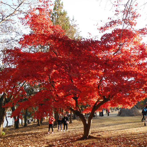 Hình ảnh Tour Hàn Quôc 5N4Đ - Seoul - Nami - Everland, Khởi Hành HCM