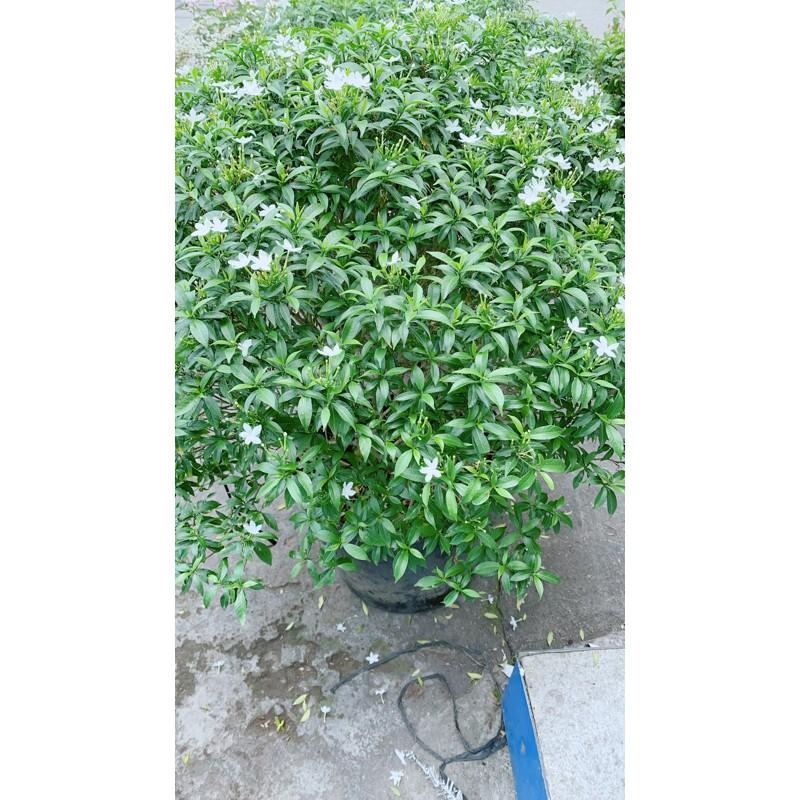 Mai Vạn Phúc