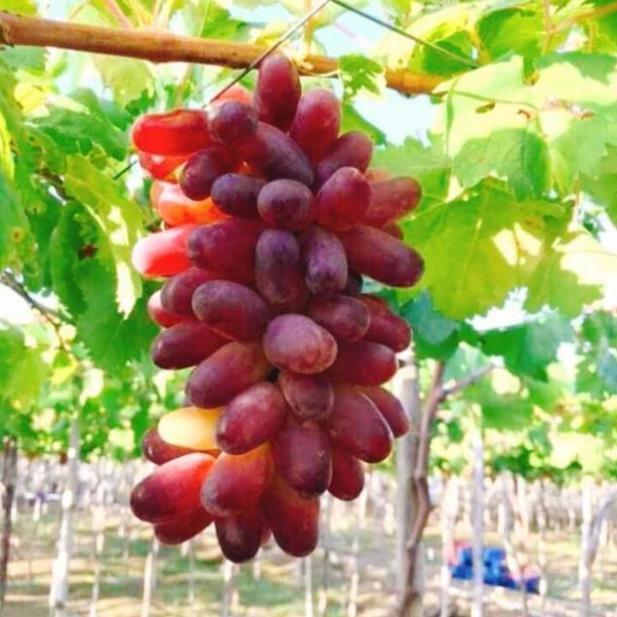 CÂY GIỐNG NHO ĐỎ