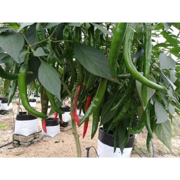 Hạt giống ớt chỉ địa F1 CT312 - Gói 30 hạt
