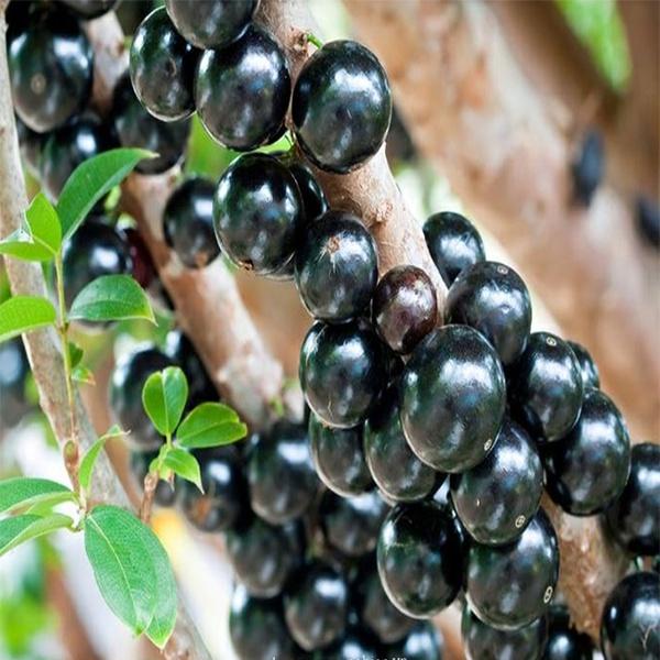 Cây giống nho thân gỗ Tứ Quý Nam Mỹ cao hơn 1m. [  Jabuticaba hay Jaboticaba ] - FREESHIP EXTRA + HOÀN XU EXTRA ]