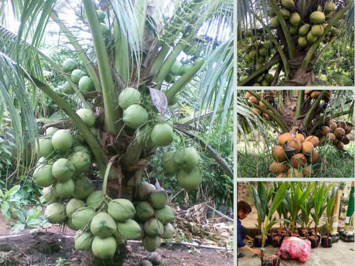 Cây giống Dừa Xiêm xanh ruột hồng siêu trái