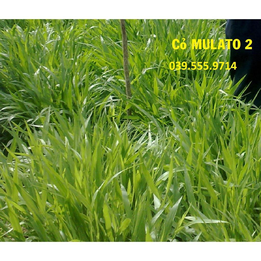 Hạt Cỏ Chăn Nuôi Mulato II 300gam - Cỏ Chịu Lạnh Chịu Hạn