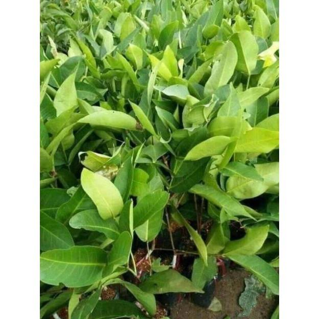 Sản phẩm CÂY GIỐNG ROI ĐỎ