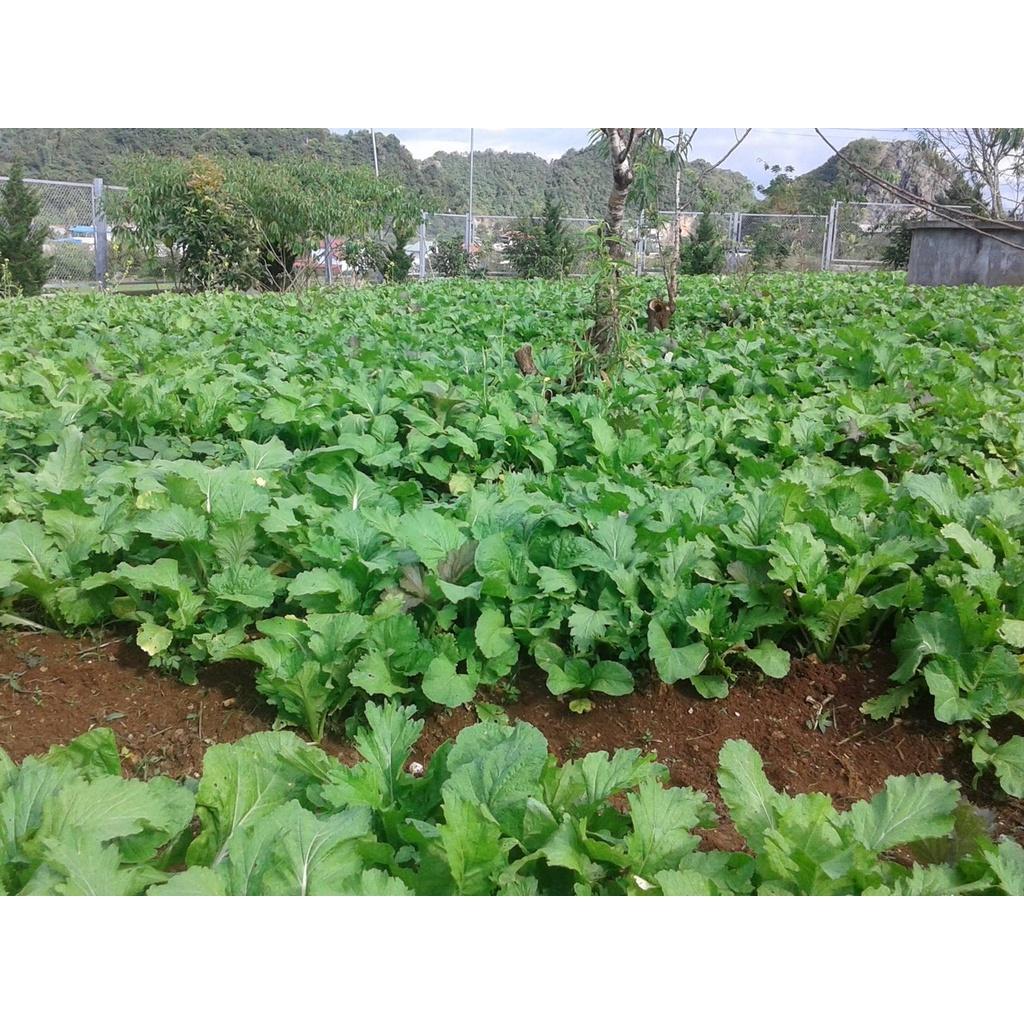 Hạt giống rau cải canh lá xẻ, cải mèo cao sản, chịu lạnh tốt, có thể trồng quanh năm - hạt tuyển chọn loại 1