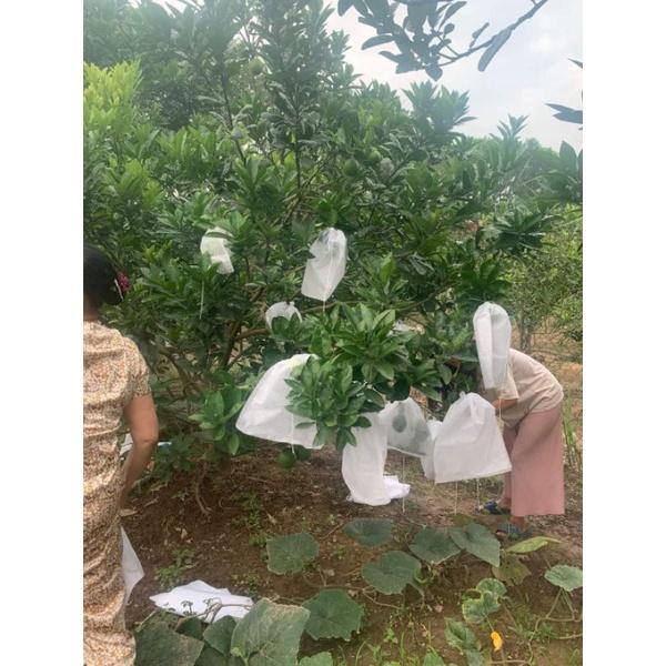 100 CÁI TÚI BAO ,BỌC BƯỞI ,DƯA LƯỚI ,NHO,NHÃN ... KÍCH THƯỚC 35*40cm