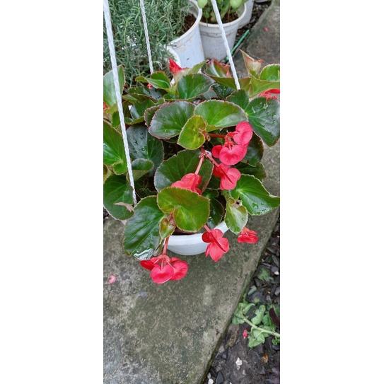 Hoa Hải Đường Nắng