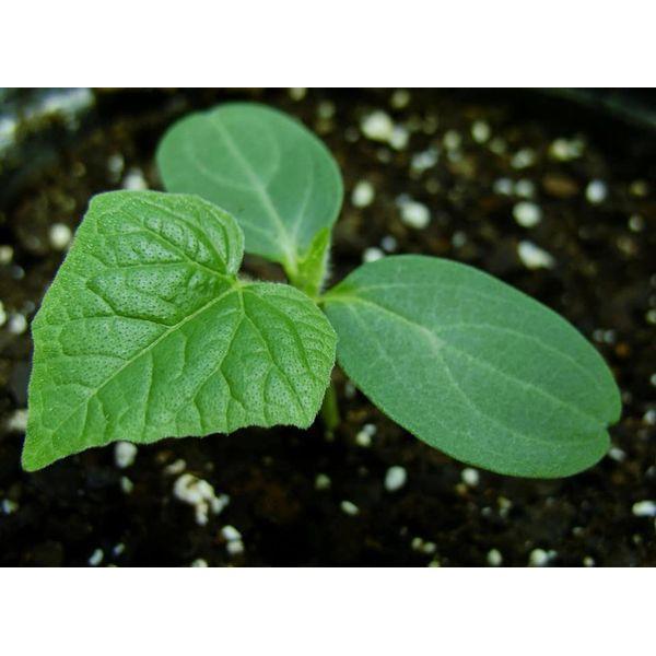 10 Hạt Giống Dưa Chuột Chùm Nga