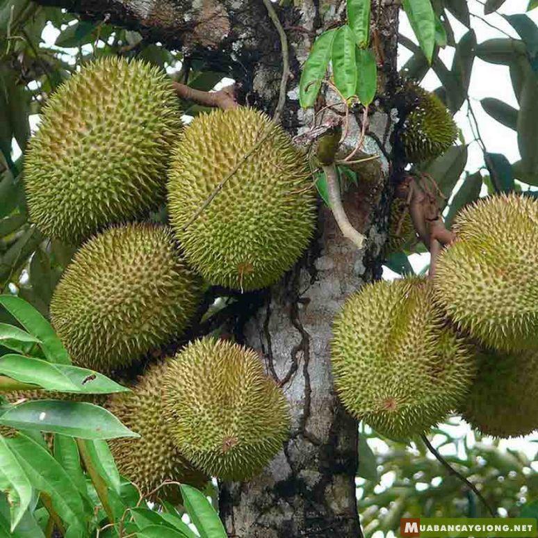 CÂY GIỐNG SẦU RIÊNG MUSANG KING – SẦU RIÊNG MALAYSIA NGON NHẤT HIỆN NAY