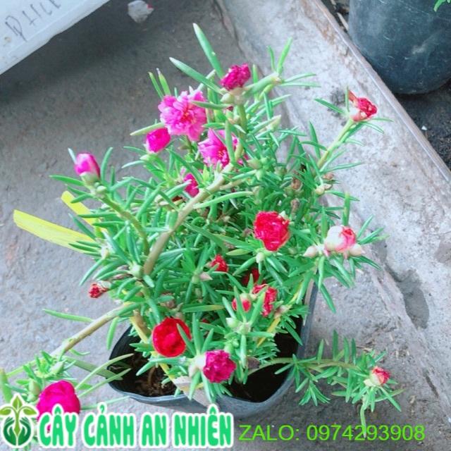 Hoa mười giờ mỹ