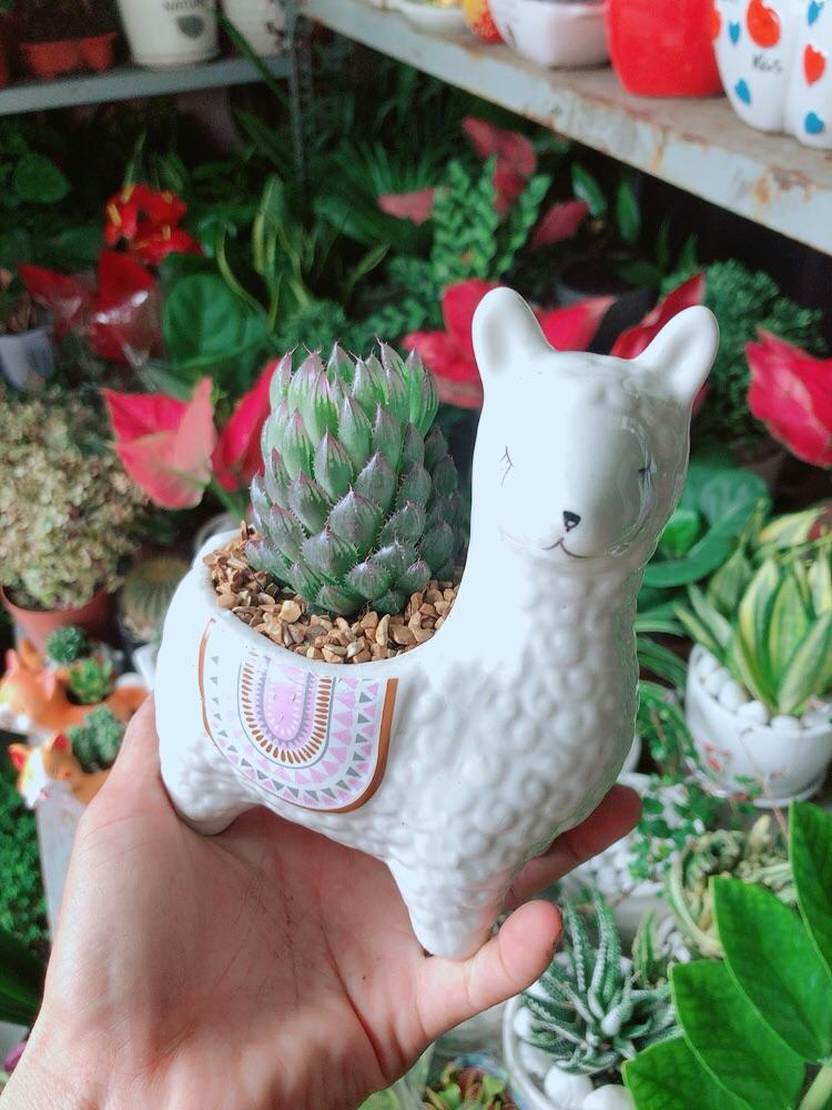 Chậu Cây Kim Cương Dạ Quang