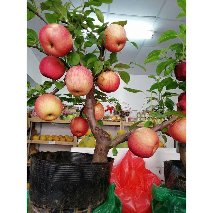Hạt giống cây táo lùn đỏ KNS3482 - Gói 10 hạt