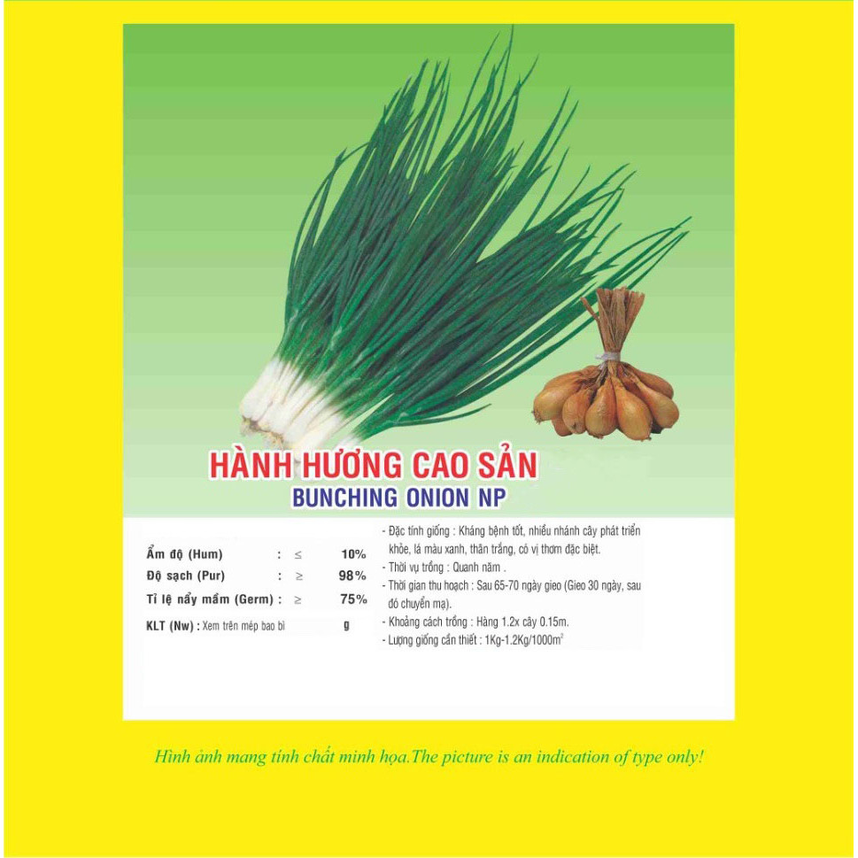 03 gói Hạt giống hành hương - hành lá thân trắng cao sản VTP31