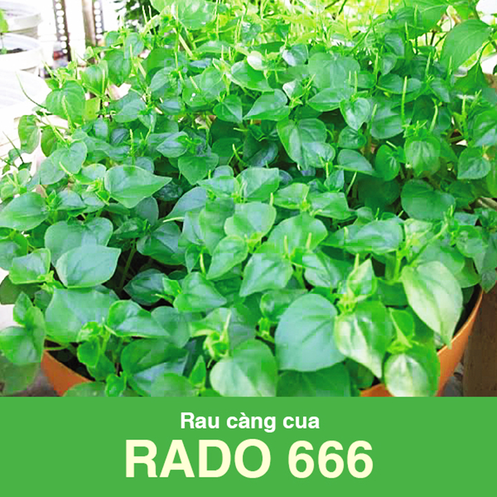 Hạt giống rau càng cua RADO 666 (0,5g/gói) | Vị chua, giòn ngon, trồng quanh năm