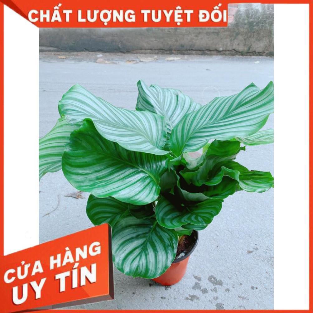 Cây Đuôi Công Táo Xanh Lá To Tròn