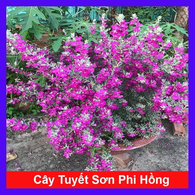 Cây Tuyết Sơn Phi Hồng - Cây cảnh sân vườn + Tặng phân bón cho cây mau lớn