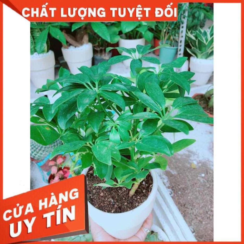 Chậu ngũ gia bì Nhiều Người Mua