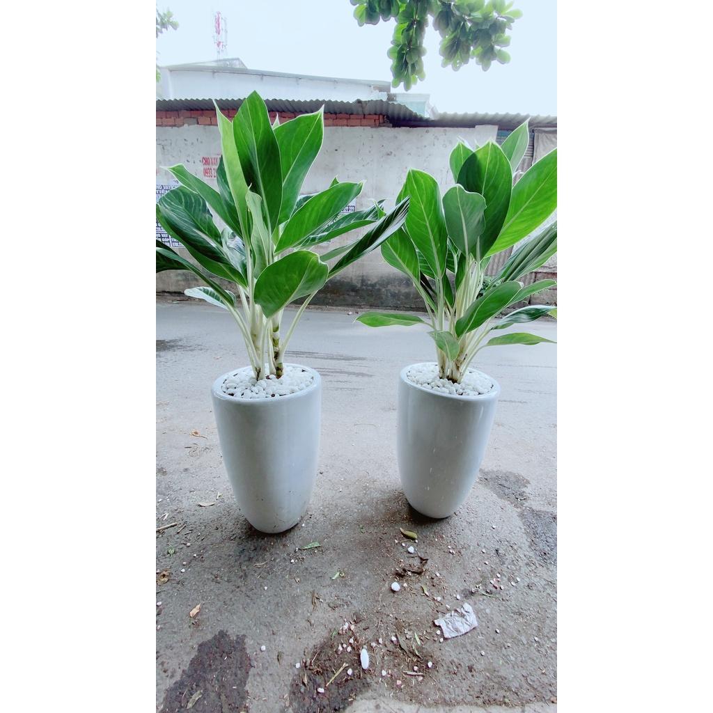 Chậu Cây Bạch Mã Hoàng Tử