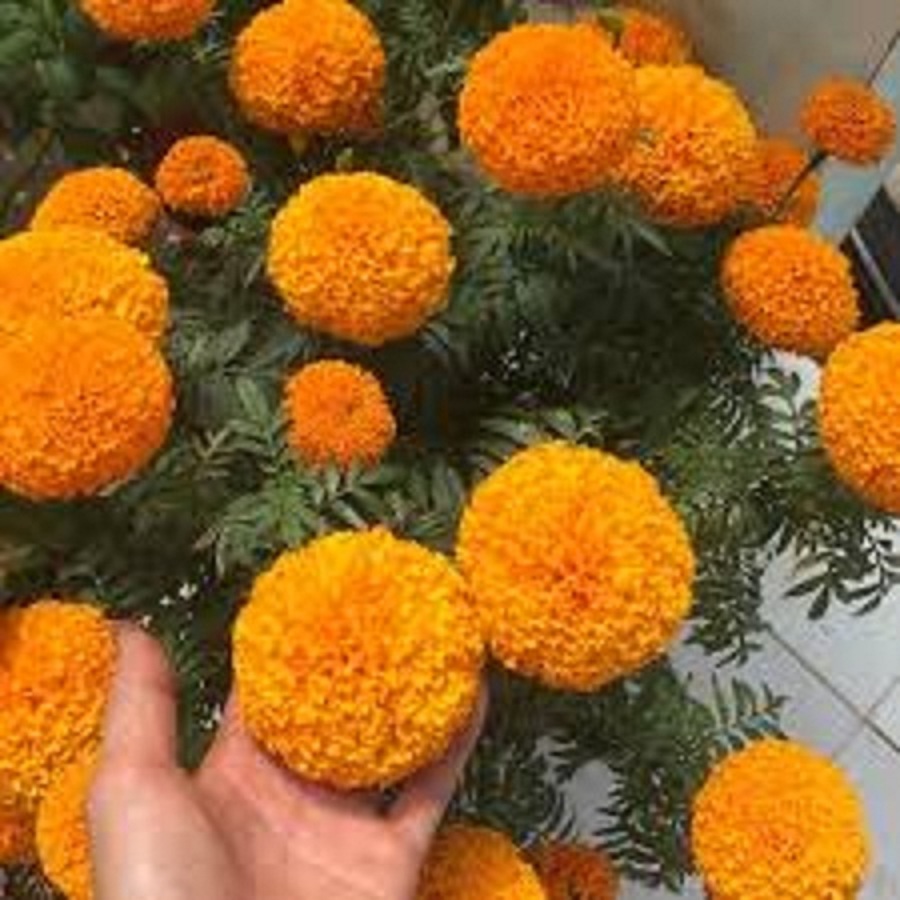 Hạt giống hoa Vạn Thọ cam đỏ lùn-gói 30 hạt