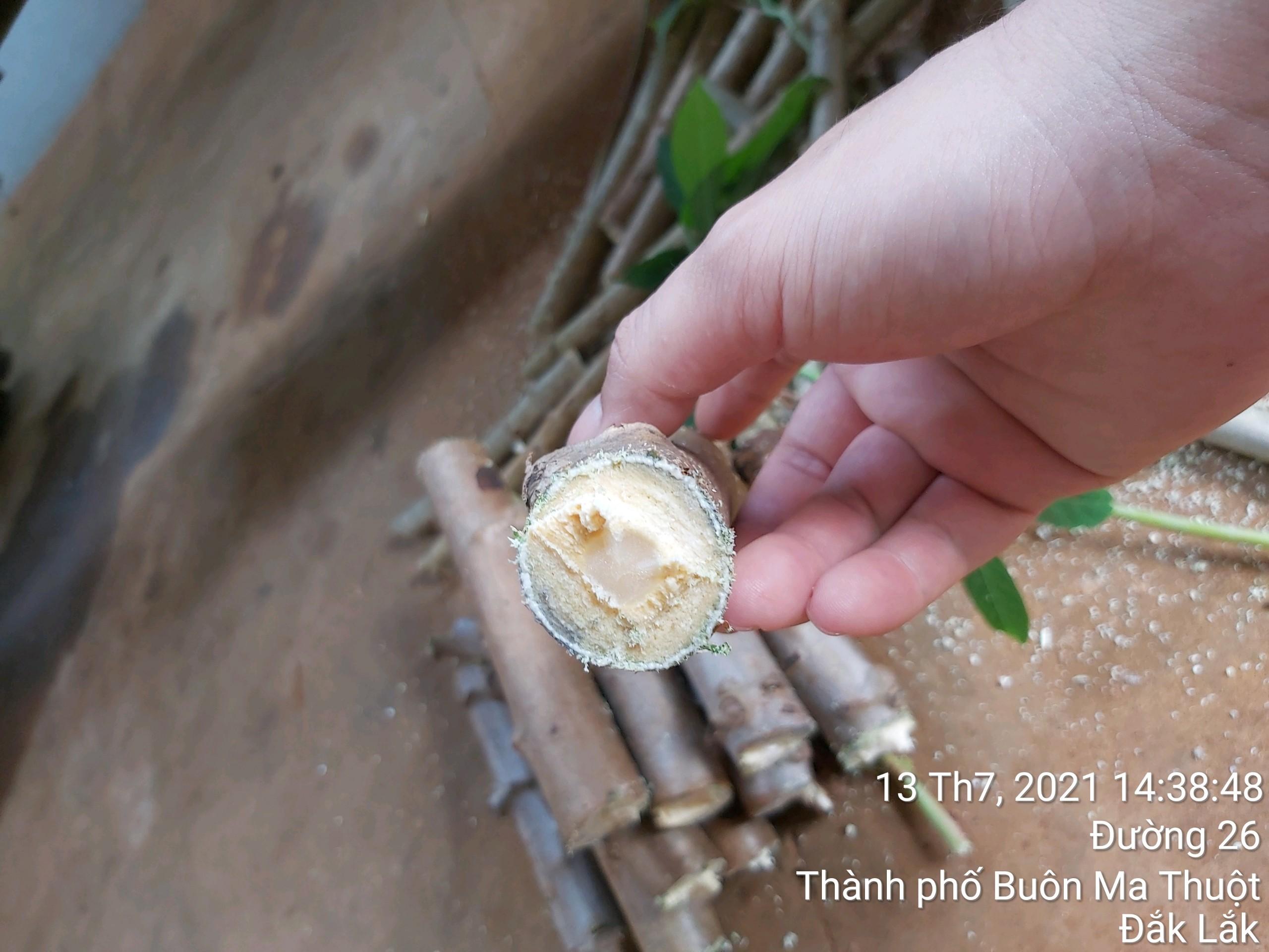 500 GRAM Hom giống Khoai Sắn ruột Vàng dẻo Thái Lan .