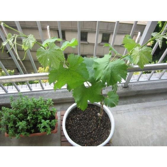 HẠT GIỐNG NHO NGÓN TAY, NHO LÙN PHÁP, NHO THÂN GỖ- 5 HẠT/GÓI