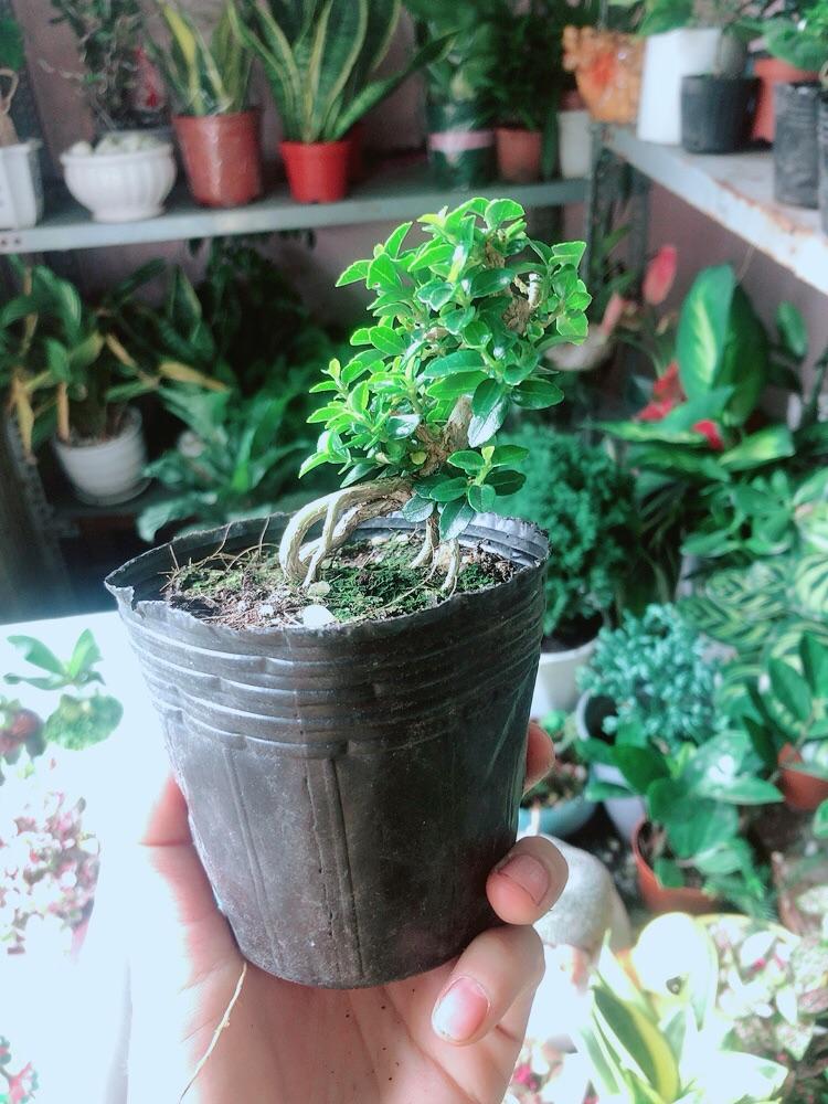 Cây Sam Hương Bonsai