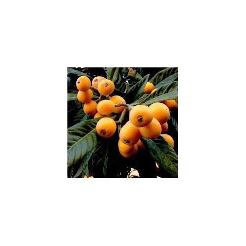 CÂY GIỐNG QUẢ BIWA SIÊU NGỌT, SIÊU QUẢ, SIÊU NĂNG SUẤT,SIÊU KINH TẾ- CAM KÊT GIỐNG CHUẨN F1 - CGBWSQSNSSK