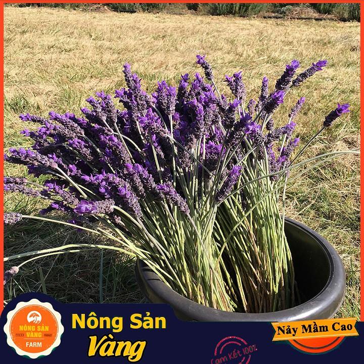 Hạt giống Hoa Oải Hương