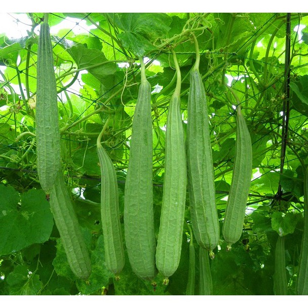 HẠT GIỐNG MƯỚP KHÍA F1