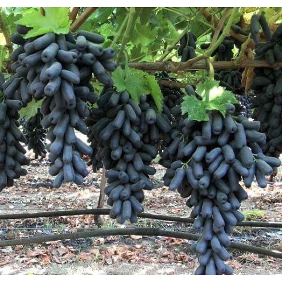 Cây Giống Nho Giống Ngón Tay.