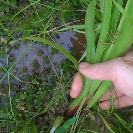 Hạt Giống Cỏ Paspalum Atratum - Cỏ Chịu Ngập Úng, CHịu Ngập Nước Rất Tốt