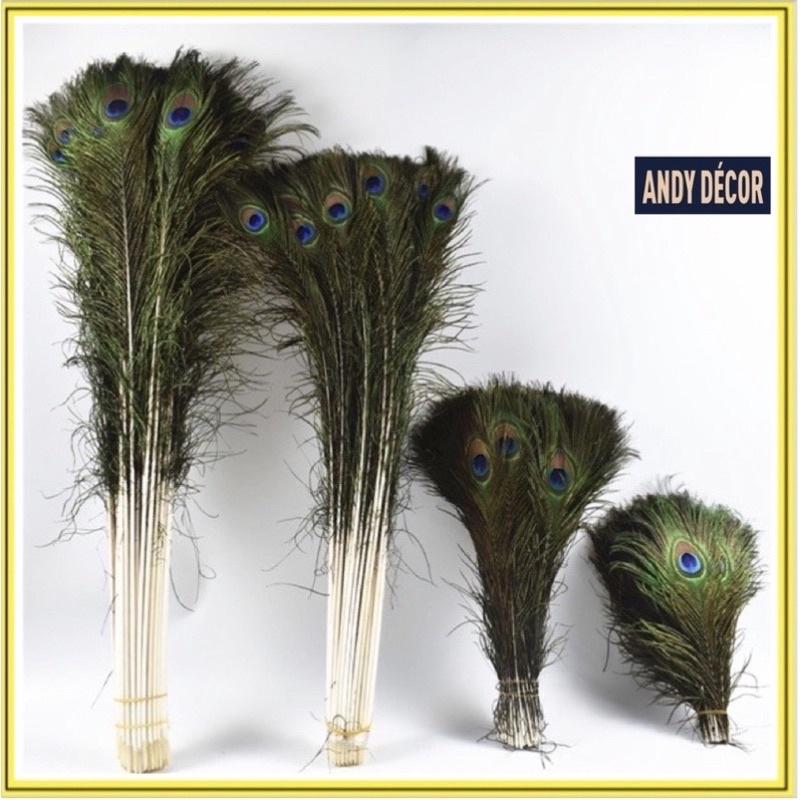 Lông công dài 25-110cm mắt đẹp size vừa, tự nhiên 100% phong thủy tài lộc