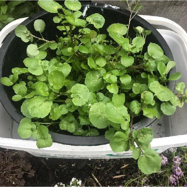 Combo 2 gói Hạt giống rau xà lách xoong Mỹ