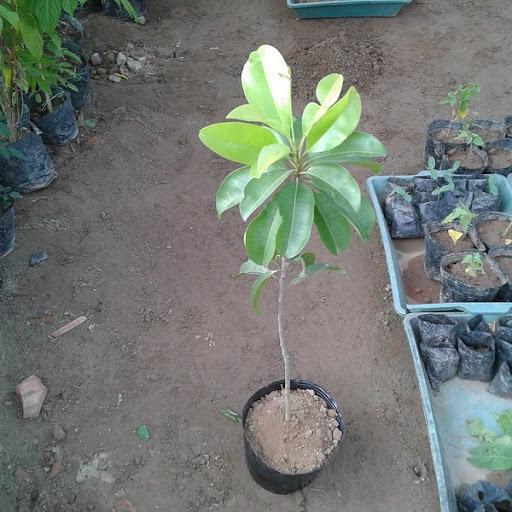 Combo 2 Hồng xiêm xoài, cây giống gửi đi nguyên bầu
