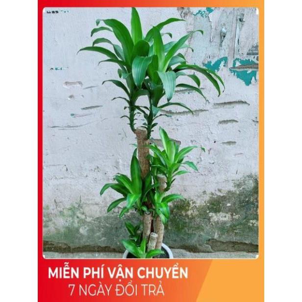 Chậu Cây Phát Tài Cao 1m4