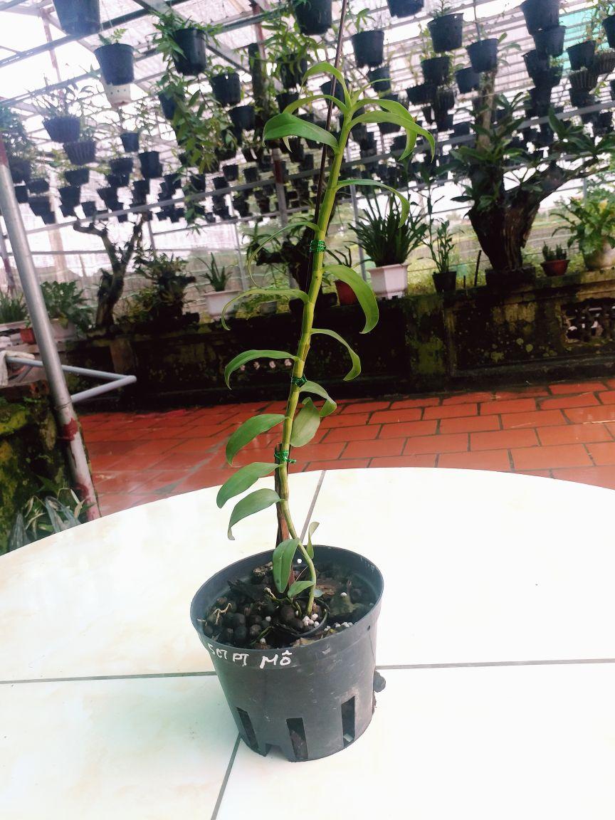 1 CHẬU CÂY GIỐNG HOA LAN 5CT PHÚ THỌ CẤY MÔ SIÊU ĐẸP cây cực đẹp