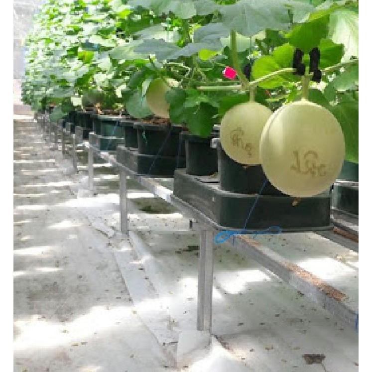 Hạt giống dưa Lưới vỏ vàng - 10 hạt/gói