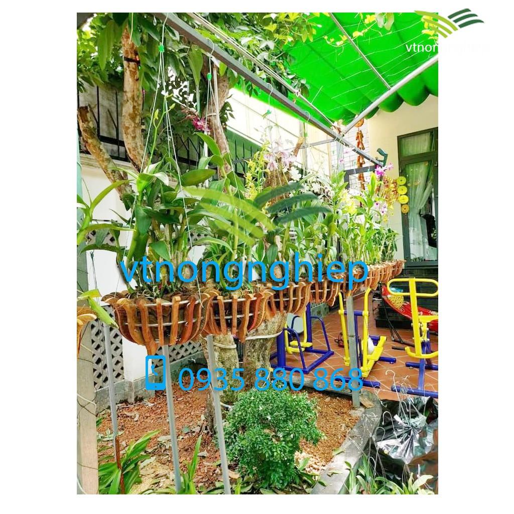 Chậu gỗ trồng lan, chậu gỗ căm xe trồng lan hình hoa sen, đường kính lọt lòng 20cm