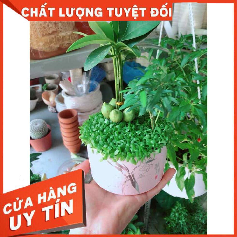 Chậu cây may mắn + tùng vạn niên Nhiều Người Mua