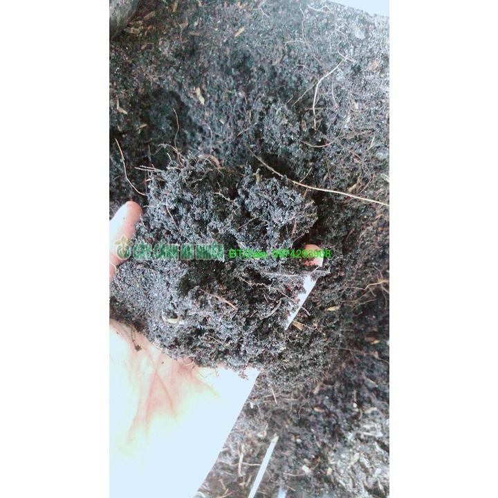 1Kg Đất Trồng Cây Cảnh,Trồng Rau Củ