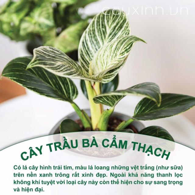 Trầu bà đế vương cẩm thạch để bàn, quà tặng