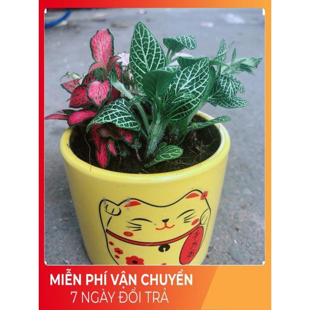 Chậu Cẩm Nhung Xanh+Đỏ+Hồng