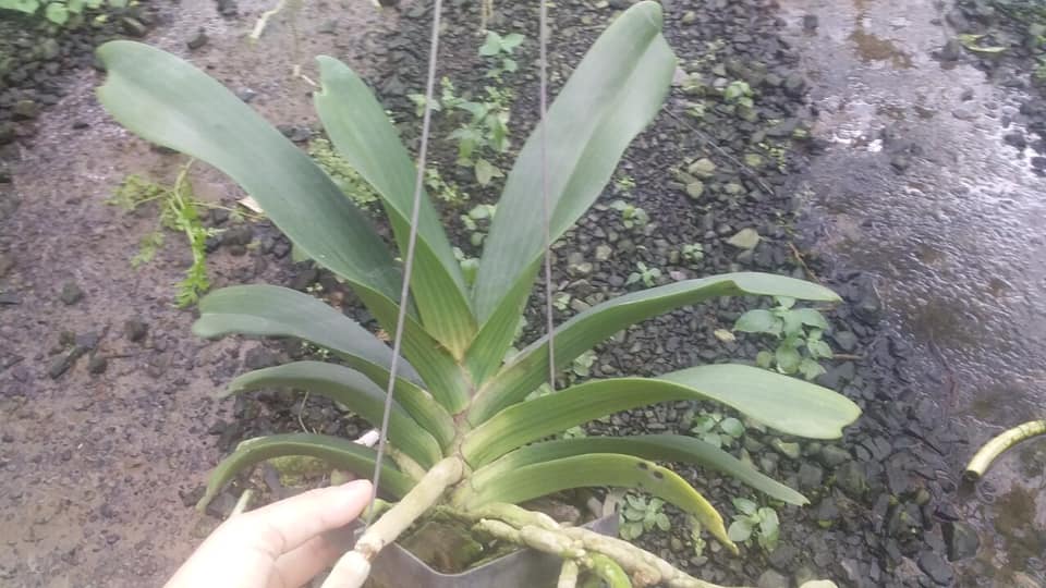 Hoa phong lan- com bo đai châu- ngọc điểm năm 2 cây cực đẹp