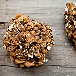 maitake
