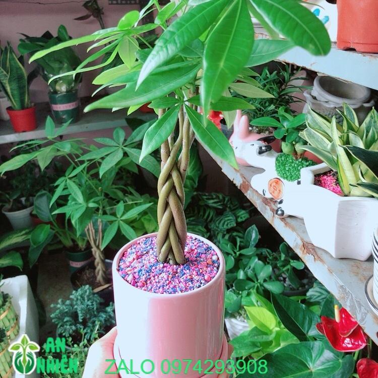 Chậu Cây Kim Ngân Thắt Bính