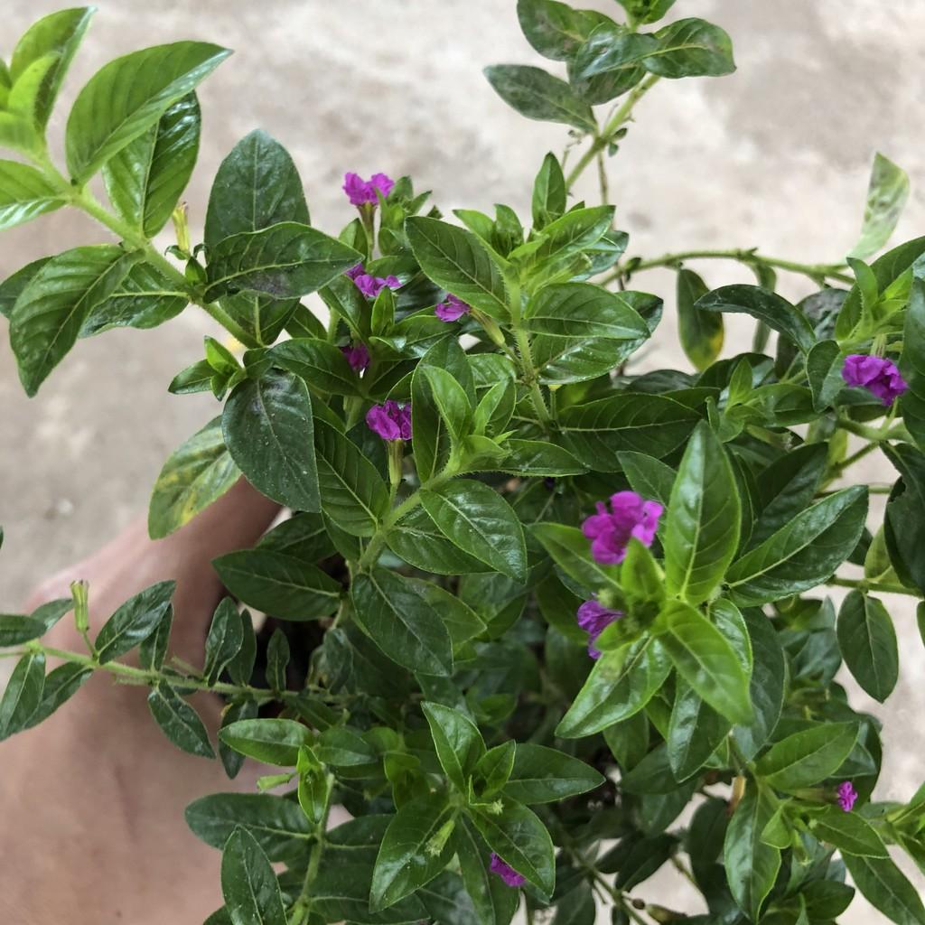 Cây cẩm tú mai cao 13-15cm, cây sống khỏe hoa nở đẹp dễ chăm sóc, thích hợp trang trí hàng rào lối đi