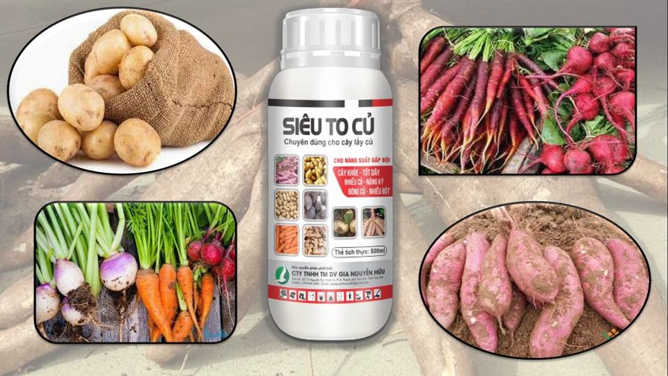 Phân bón cho cây lấy củ - Siêu To Củ chai 500ML - Giúp phát triển củ, năng suất và chất lượng nông sản