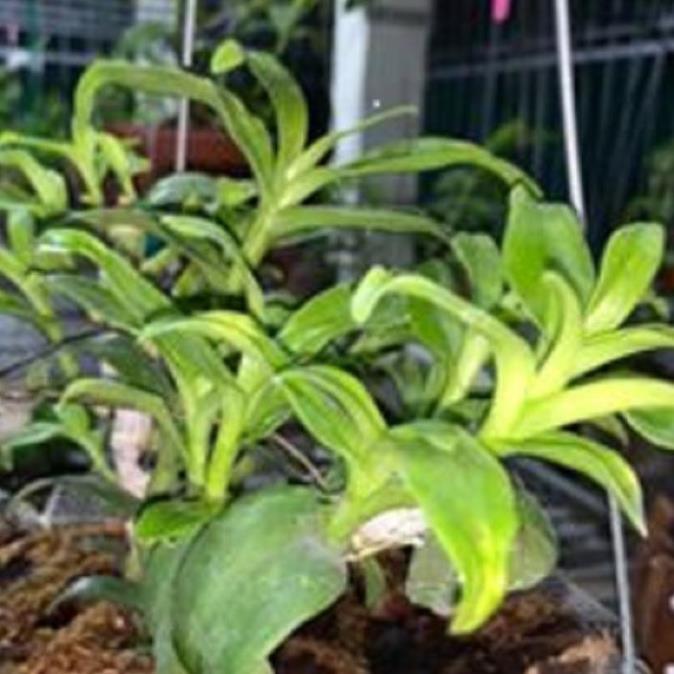 Hoa lan - 5CT mắt mờ hải dương