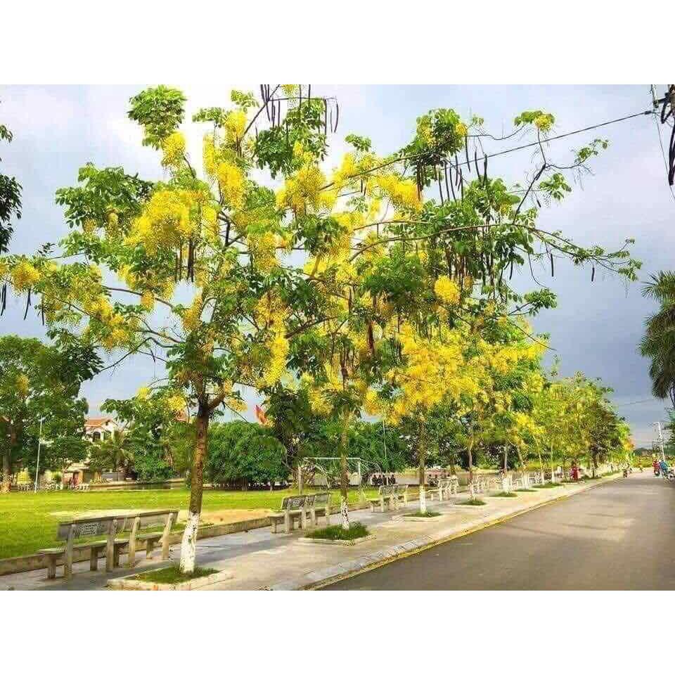 Cây giống muồng hoàng yến